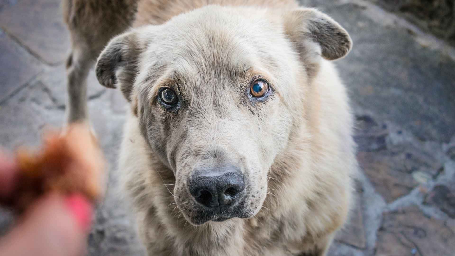 Perro viejo mirando la comida